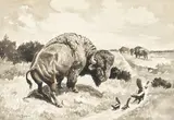 George Phippen, Undisputed Right of Way, 1951, ink and wash on cream paper