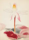 Joseph Stella, Water Lily Blossom