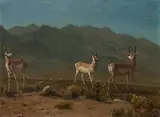 Albert Bierstadt, Antelope (Arizona Antelope)