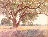 Norman St. Clair, San Marino Oaks (Late Afternoon, Oak Knoll near Pasadena), watercolor on paper