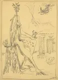 André Masson, Etude pour Anatomie de mon Univers