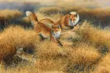 Bonnie Marris, Red Foxes after a Rabbit