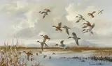 Douglas Van Howd, Ducks in flight over a marsh