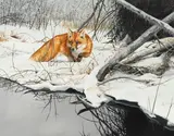Bonnie Marris, Red Fox in Snow