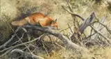 Bonnie Marris, Red Fox