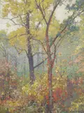 Maurice Braun, Forest interior
