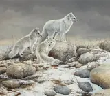 Bonnie Marris, Arctic Phantoms