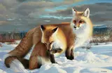 Nancy Glazier, Two Red Foxes in Snow, oil on canvas
