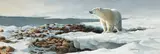 Bonnie Marris, Waiting for the Freeze