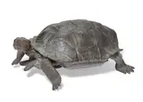 Mark Rossi, Desert Tortoise, bronze with black green patina