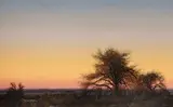 Wilson Hurley, Cottonwoods at Dusk, oil on canvas laid down on panel