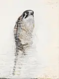 Nathan Oliveira, Bird