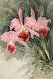Paul de Longpré, Orchids