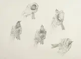 Kiki Smith, Untitled (T. 09-311), 2009, Lithograph on ivory Revere paper