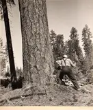 Berenice Abbott, Cutting Trees, from Red River Lumber Co.