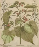 Basil Besler, Two Plates, from Hortus Eystettensis, 1613/later