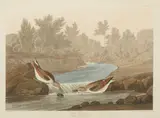 John James Audubon, Little Sandpiper (Pl. CCCXX), 1836, From the Havell edition of The Birds of America, handcolored engraving with aquatint and etching on J. Whatman Turkey Mill partially watermarked paper
