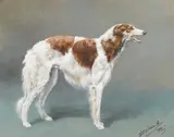 E. Fremott, A study of a borzoi, watercolor on paper