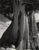 Juniper, Lake Tenaya by Edward Weston, 1937, Gelatin silver print, offered Jun 2015