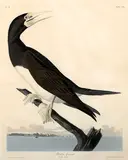 John James Audubon, Booby Gannet (Pl. CCVII), 1834, From the Havell edition of The Birds of America, handcolored engraving with aquatint and etching on J. Whatman Turkey Mill 1834 paper