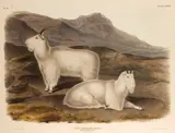 John James Audubon, Rocky Mountain Goat (Pl. CXXVIII), 1847, From the Bowen edition of The Viviparous Quadrupeds of North America, handcolored lithograph on heavy wove paper