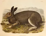 John James Audubon, Polar Hare (Pl. XXXII), 1844, From the Bowen edition of The Viviparous Quadrupeds of North America, handcolored lithograph on heavy wove paper