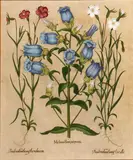Basil Besler, Two Plates, from Hortus Eystettensis