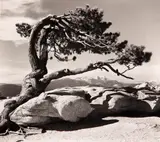 Ansel Adams, Jeffrey Pine, Sentinal Dome, Yosemite National Park