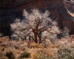 Christopher Burkett, Cottonwood and Light, Utah, 1987, Cibachrome print