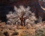 Christopher Burkett, Cottonwood and Light, Utah, 1987, Cibachrome print