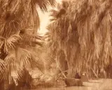 Edward S. Curtis, Under the Palms - Cahuilla, pl. 521, The North American Indian vol. XV