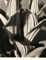 False Hellebore by Imogen Cunningham, 1926, Gelatin silver print, mounted, probably printed c. 1974, sold Jan 2015