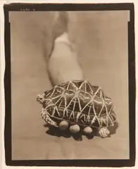 Victor Schrager, Star Turtle, 1996, Warm-toned platinum palladium print