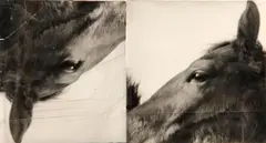 Doug and Mike Starn, Horses (ICA), 1985-86, Unique gelatin silver print with collage, from the total of 4 artist's proofs