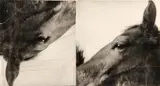 Doug and Mike Starn, Horses (ICA)