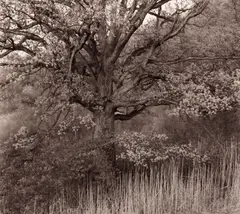 George Tice, Oak Tree, Holmdel, New Jersey, 1970, Selenium-toned silver print