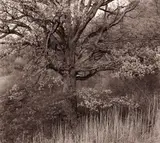 George Tice, Oak Tree, Holmdel, New Jersey