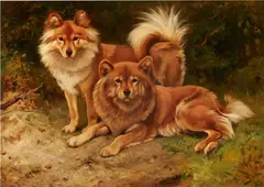 Wright Barker, Two Finnish Spitz, oil on canvas
