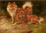 Wright Barker, Two Finnish Spitz, oil on canvas