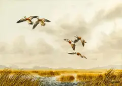 Arthur Cook, Ducks in flight; A pair of landing mallards (2)