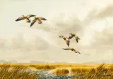 Arthur Cook, Ducks in flight; A pair of landing mallards (2)