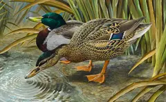 Basil Ede, A pair of mallards, watercolor on paper