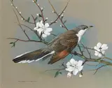 Basil Ede, A mockingbird on a branch with blossoms, pencil and watercolor heightened with white on paper