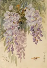 Wisteria and three bumblebees by Paul de Longpré, 1903, watercolor and pencil on paper, sold Nov 2014