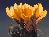 Ed Mell, Cactus bloom