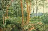 Tōjirō Ōshita, Untitled (Bamboo forest), 1904, watercolor and pencil on paper on board