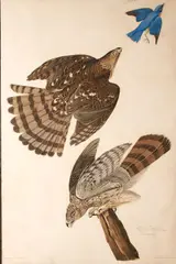 Stanley Hawk (Pl. 36) by John James Audubon, 1828, From the The Havell edition of The Birds of America, handcolored engraving aquatint and etching on J. Whatman Turkey Mil, offered Nov 2014