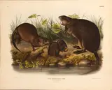 John James Audubon, Musk-Rat (Pl. XIII), 1843, From the J.T. Bowen edition of The Viviparous Quadrupeds of North America, handcolored lithograph on heavy wove paper