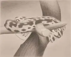 Waking Snake by Joseph Ayers, 2008, graphite on paper, offered Sep 2014