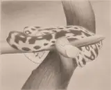 Joseph Ayers, Waking Snake, 2008, graphite on paper